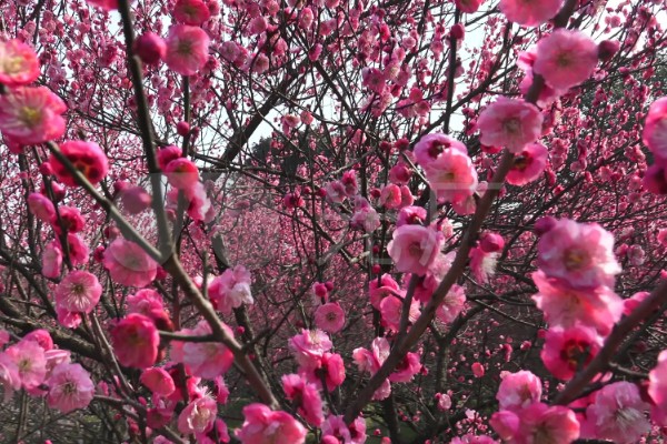 梅花在什么季节开，一般会在冬春季开放