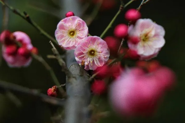 梅花在什么季节开，一般会在冬春季开放