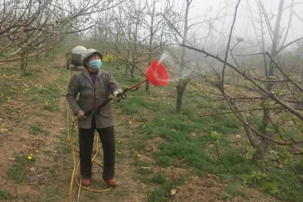 梅花在什么季节开，一般会在冬春季开放