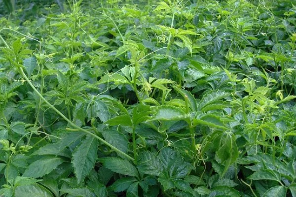 绞股蓝是哪种植物，是一种多年生草本植物