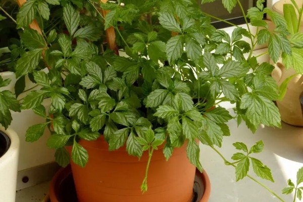 绞股蓝是哪种植物，是一种多年生草本植物