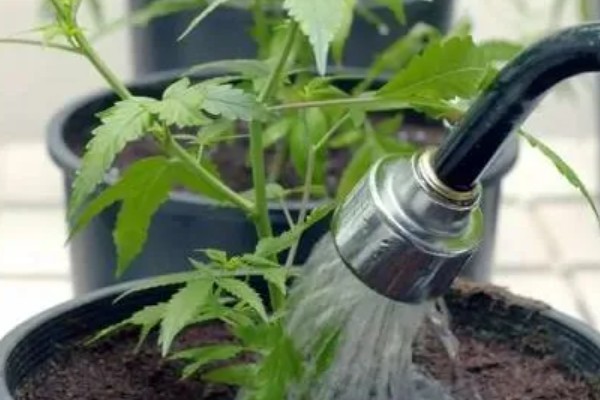 绞股蓝是哪种植物，是一种多年生草本植物