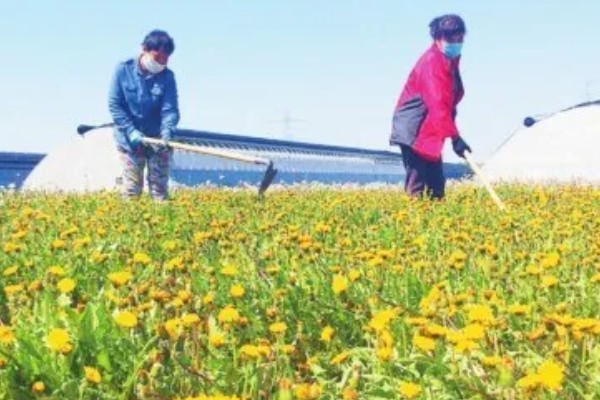 蒲公英怎么施肥，基肥需亩施腐熟的农家肥3000斤