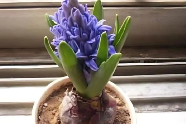 风信子是否有毒,球茎含有大量毒素