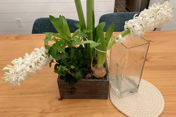 风信子是否有毒,球茎含有大量毒素