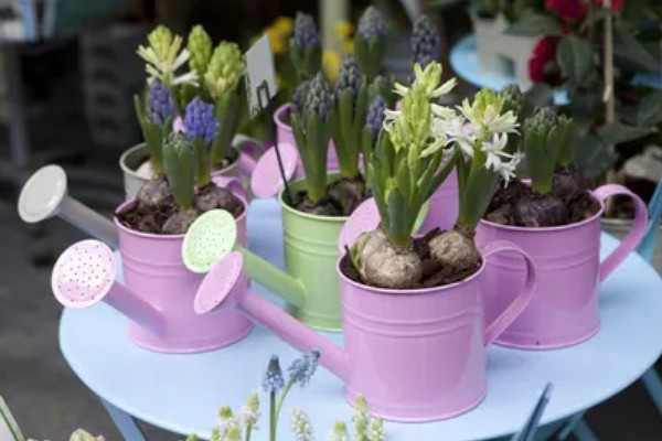 风信子是否有毒,球茎含有大量毒素