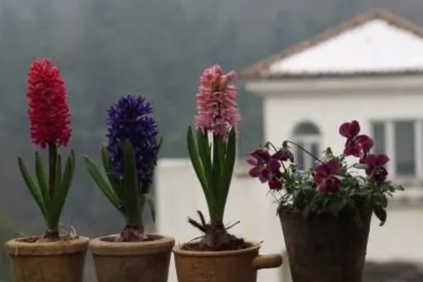 风信子是否有毒,球茎含有大量毒素