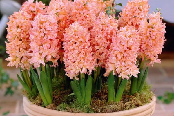 风信子是否有毒,球茎含有大量毒素