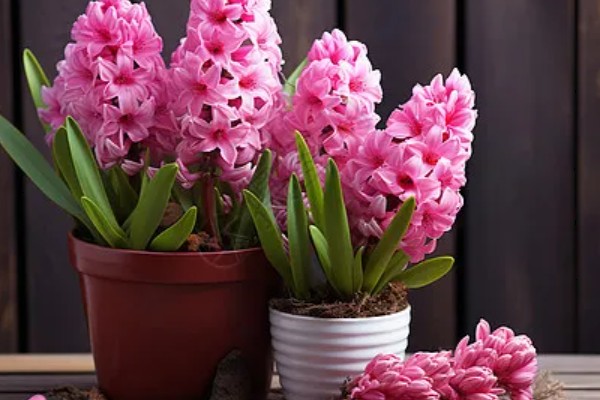 风信子是否有毒,球茎含有大量毒素