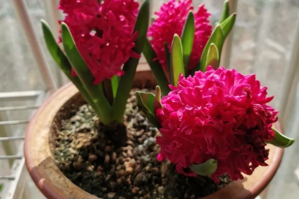 风信子是否有毒,球茎含有大量毒素