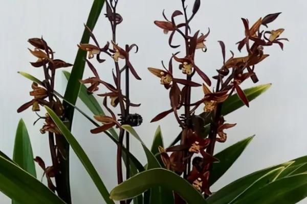 兰花有什么颜色，黄绿色比较常见