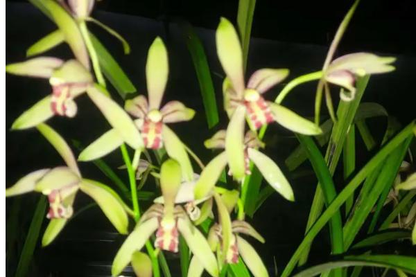 兰花有什么颜色，黄绿色比较常见