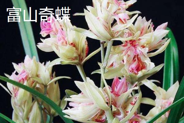 兰花有什么颜色，黄绿色比较常见