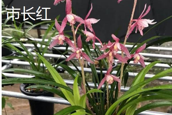 兰花有什么颜色，黄绿色比较常见