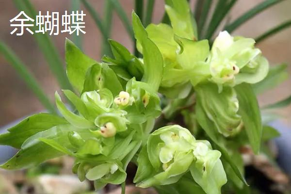 兰花有什么颜色，黄绿色比较常见