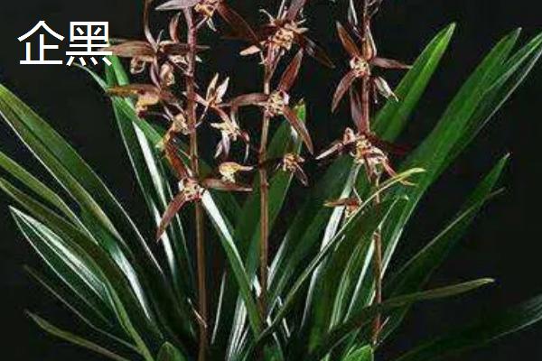 兰花有什么颜色，黄绿色比较常见