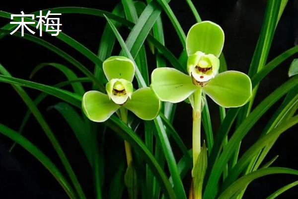 兰花有什么颜色，黄绿色比较常见