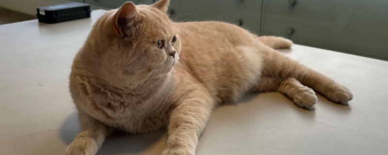 猫咪流眼泪的原因，可能是猫粮太油腻所致