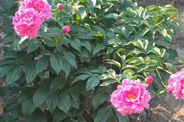 芍药花用什么盆合适，用泥瓦盆合适