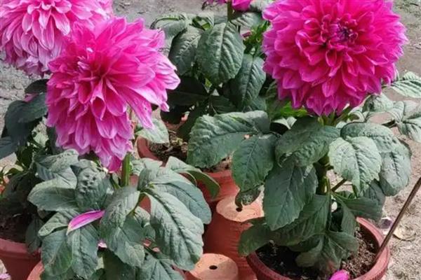 芍药花用什么盆合适，用泥瓦盆合适