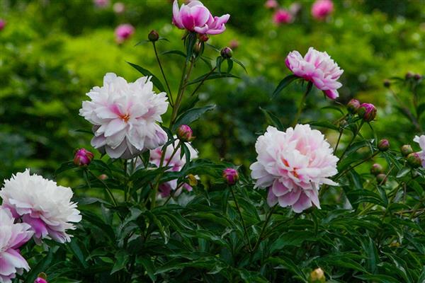 芍药花用什么盆合适，用泥瓦盆合适