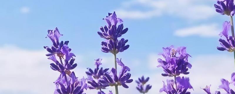 薰衣草叶子干枯的处理方法，需补充水分并减少养分