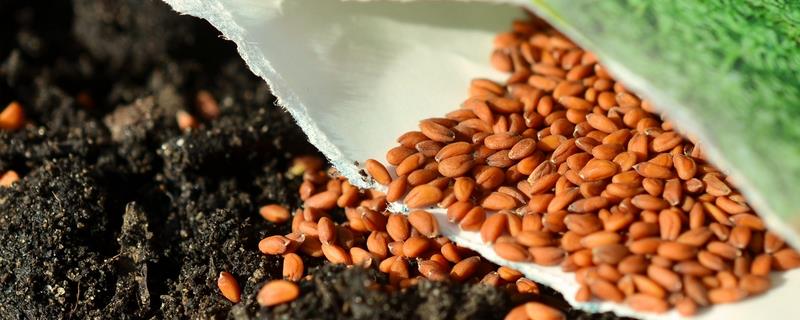 烧种到底是什么原因造成的，可能是尿素溶液的浓度过高所致