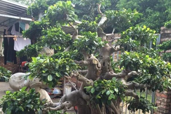 养殖榕树的方法,春秋季节每隔1-2天浇一次水