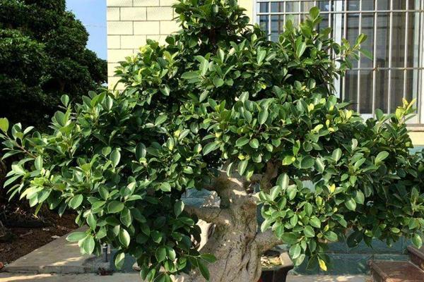 养殖榕树的方法,春秋季节每隔1-2天浇一次水