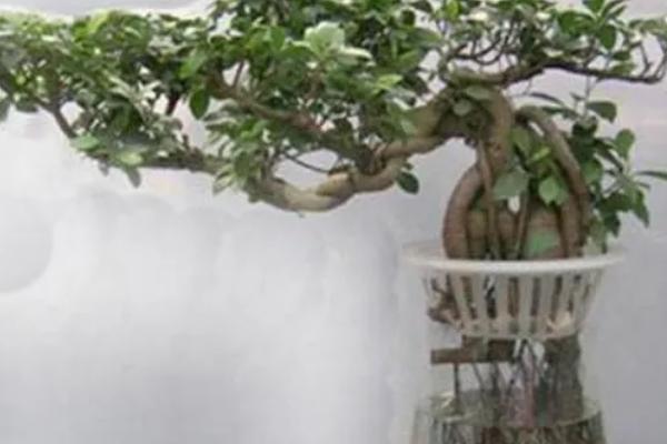 养殖榕树的方法,春秋季节每隔1-2天浇一次水