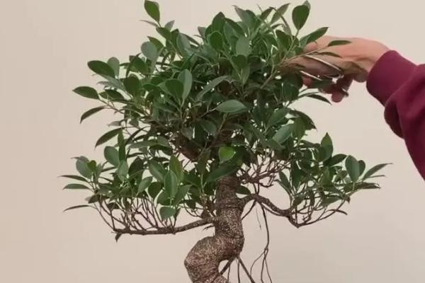 养殖榕树的方法,春秋季节每隔1-2天浇一次水