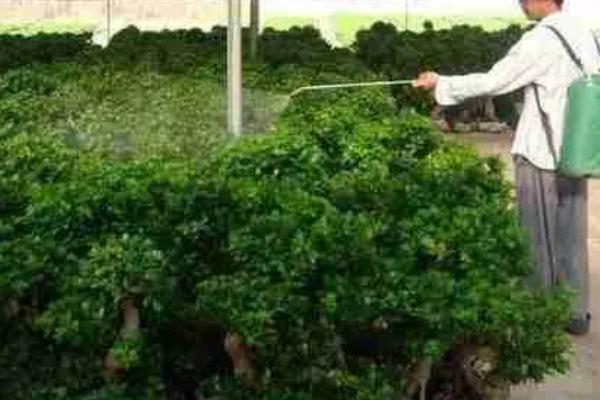 养殖榕树的方法,春秋季节每隔1-2天浇一次水