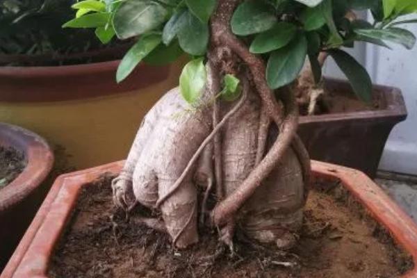 养殖榕树的方法,春秋季节每隔1-2天浇一次水