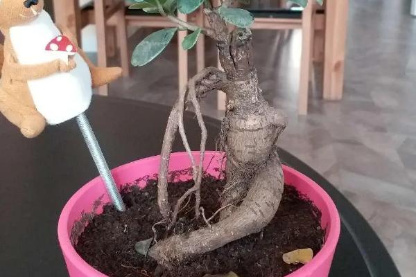 养殖榕树的方法,春秋季节每隔1-2天浇一次水