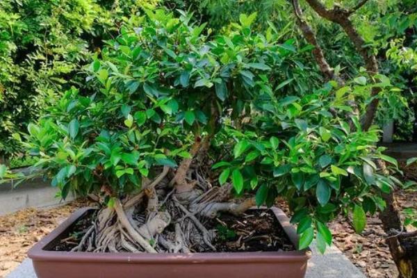 养殖榕树的方法,春秋季节每隔1-2天浇一次水