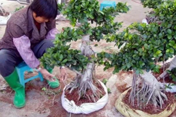 养殖榕树的方法,春秋季节每隔1-2天浇一次水