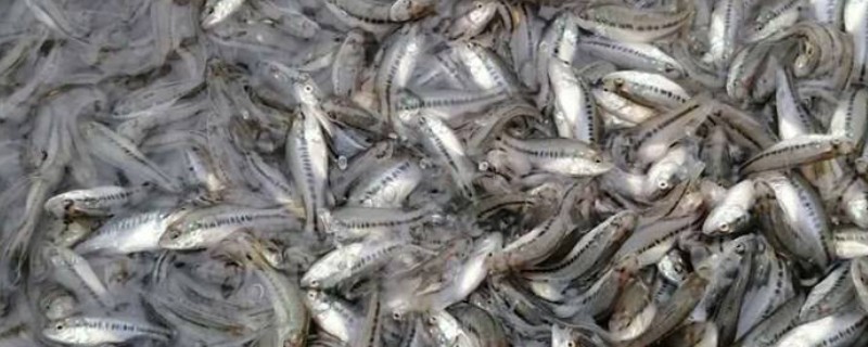 鲈鱼水花苗怎么养殖，水温要保持在20-30℃