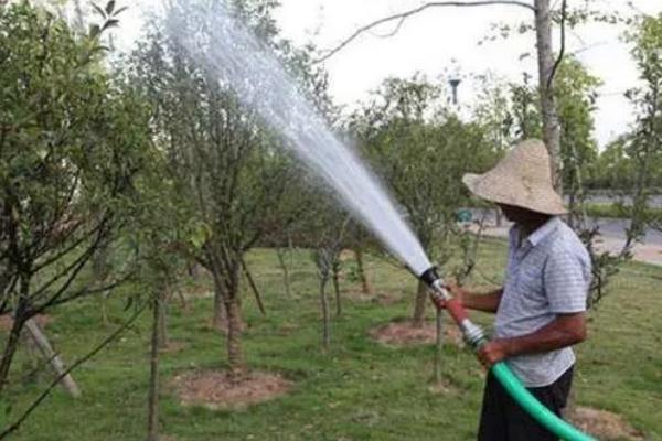 保护树木有哪些方法，夏季每隔2-3天浇一次水