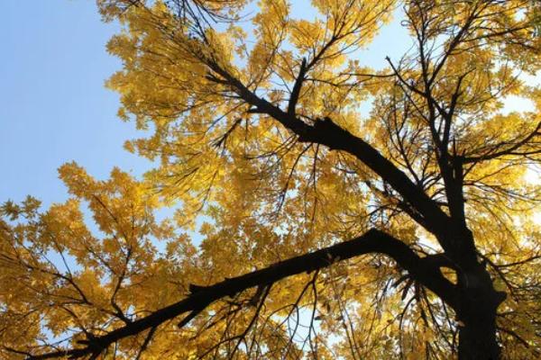 保护树木有哪些方法，夏季每隔2-3天浇一次水