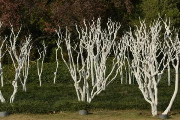 保护树木有哪些方法，夏季每隔2-3天浇一次水