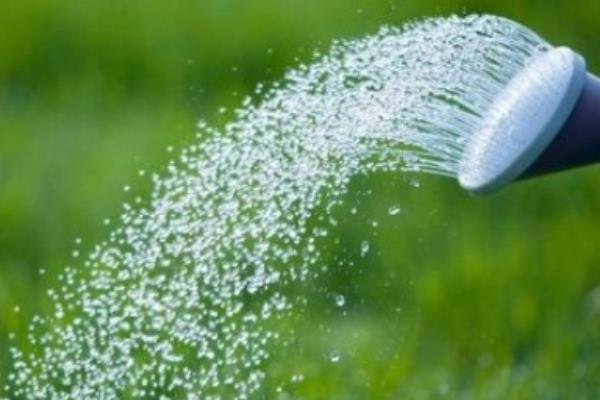 散尾葵的养殖方法，要保持20-35℃的温度