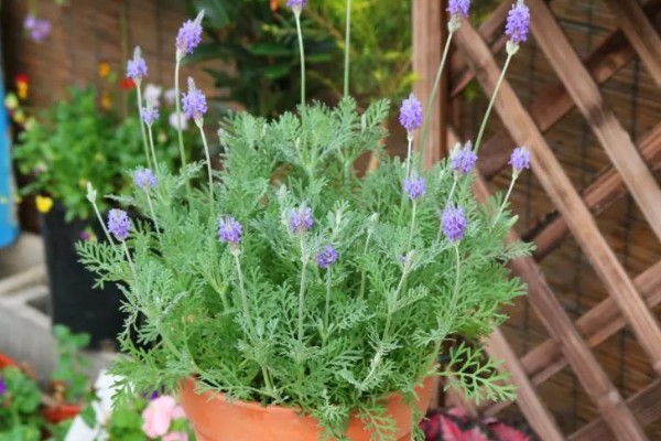 薰衣草叶子干枯的处理方法,需补充水分并减少养分