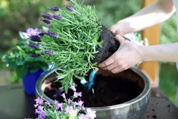 薰衣草叶子干枯的处理方法,需补充水分并减少养分