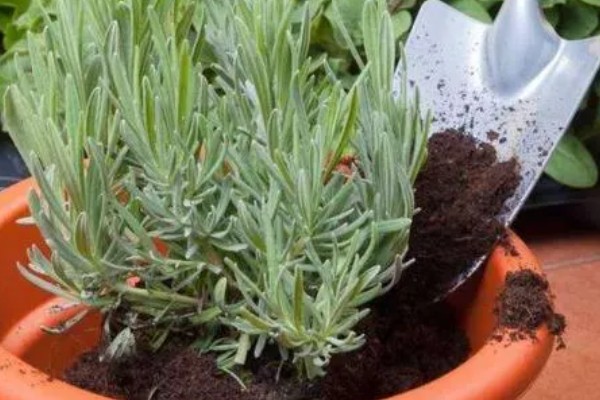 薰衣草叶子干枯的处理方法,需补充水分并减少养分