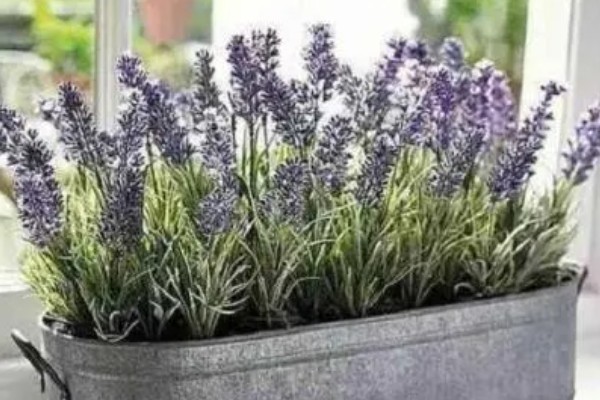 薰衣草叶子干枯的处理方法,需补充水分并减少养分