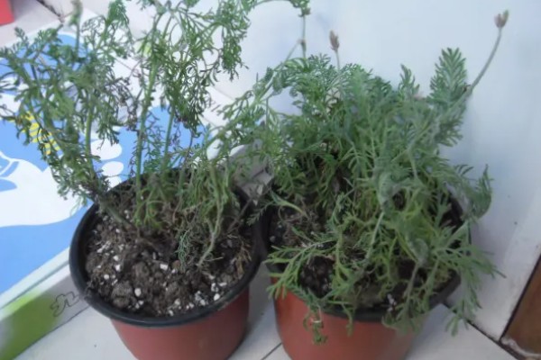 薰衣草叶子干枯的处理方法,需补充水分并减少养分