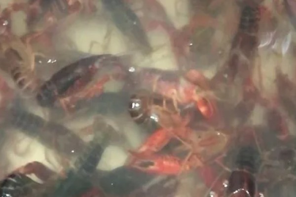 冬天为什么不吃小龙虾，因为冬天小龙虾口感差