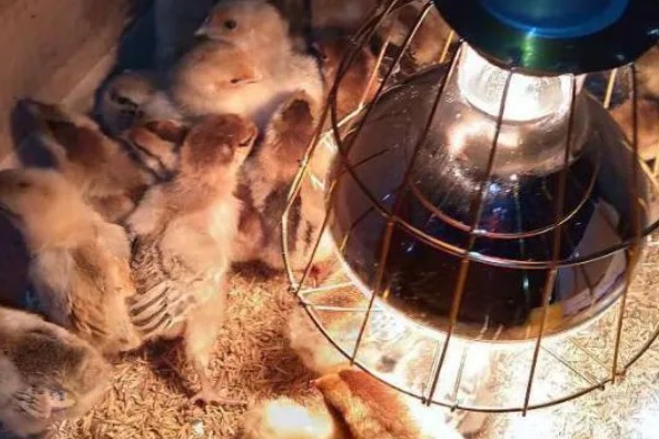 晚上低于多少度小鸡会受冻，低于10℃时会被冻伤
