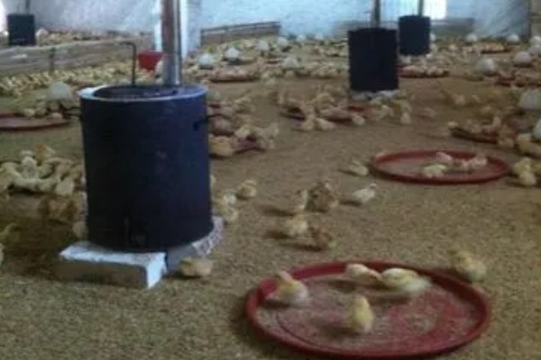 晚上低于多少度小鸡会受冻，低于10℃时会被冻伤