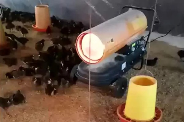 晚上低于多少度小鸡会受冻，低于10℃时会被冻伤